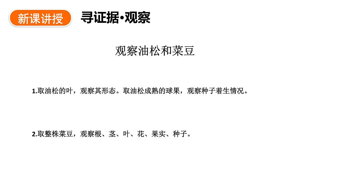 2.1.2++植物（种子植物）课件-2024-2025学年冀少版生物七年级上册第3页