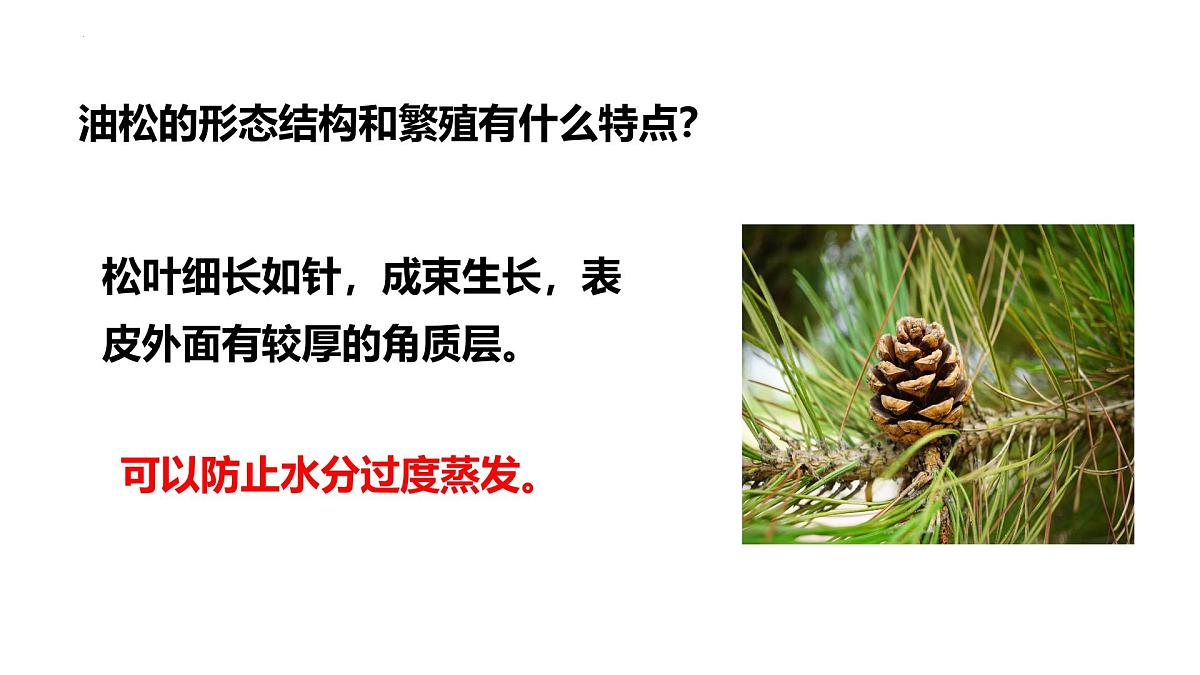 2.1.2++植物（种子植物）课件-2024-2025学年冀少版生物七年级上册第4页