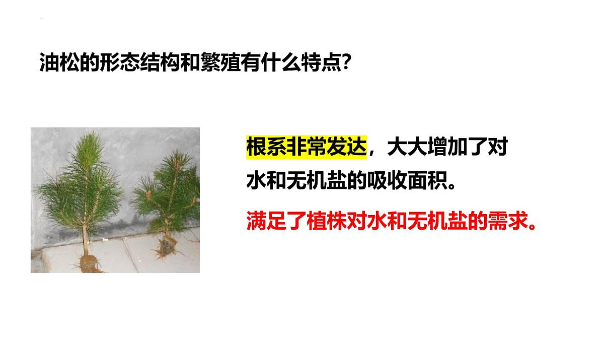 2.1.2++植物（种子植物）课件-2024-2025学年冀少版生物七年级上册第5页