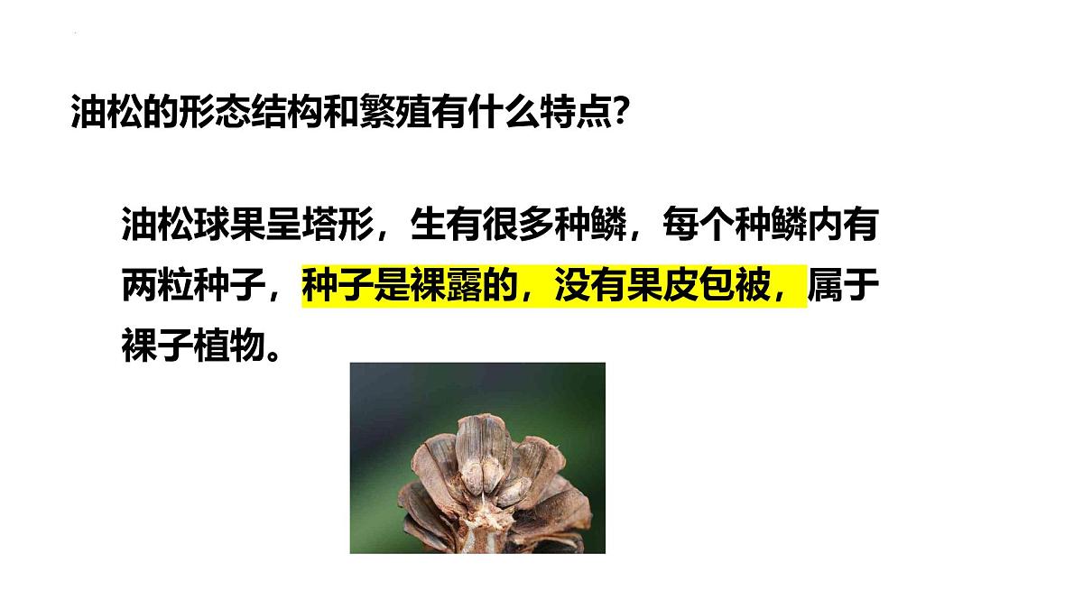 2.1.2++植物（种子植物）课件-2024-2025学年冀少版生物七年级上册第6页