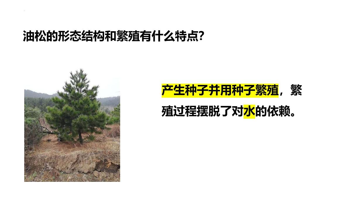 2.1.2++植物（种子植物）课件-2024-2025学年冀少版生物七年级上册第7页