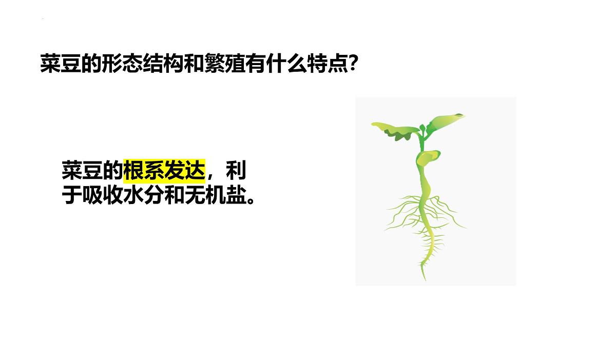 2.1.2++植物（种子植物）课件-2024-2025学年冀少版生物七年级上册第8页