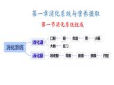 初中  生物  冀少版（2024）  七年級(jí)下冊(cè)3.1.1 消化系統(tǒng)的組成 課件