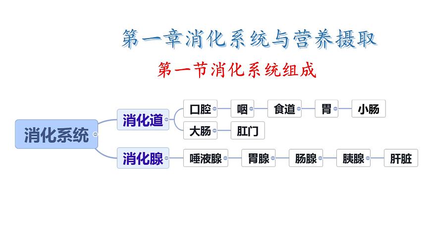 初中  生物  冀少版（2024）  七年级下册3.1.1 消化系统的组成 课件第1页