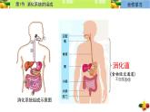 初中  生物  冀少版（2024）  七年級(jí)下冊(cè)3.1.1 消化系統(tǒng)的組成 課件
