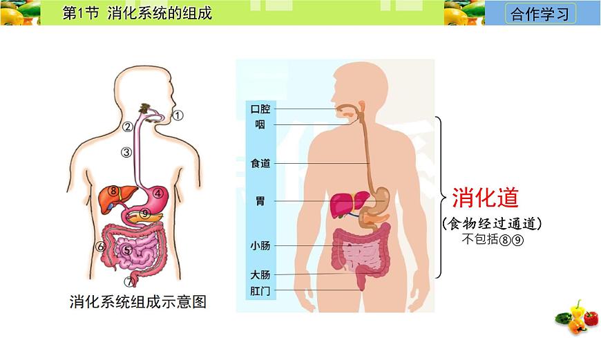 初中  生物  冀少版（2024）  七年级下册3.1.1 消化系统的组成 课件第2页