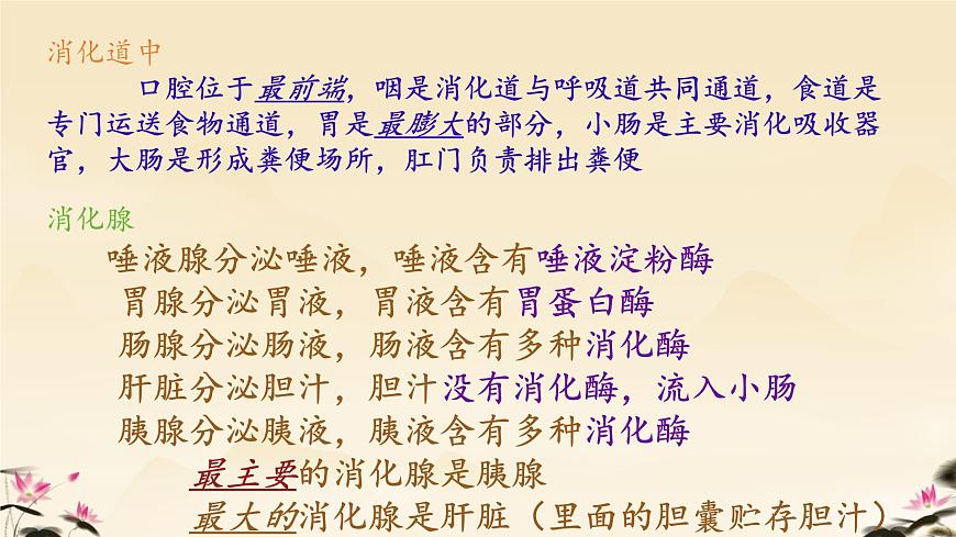 初中  生物  冀少版（2024）  七年级下册3.1.1 消化系统的组成 课件第3页