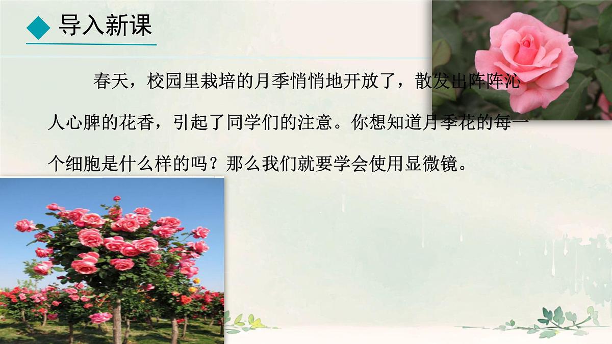 初中  生物  冀少版（2024）  七年级上册1.1.1 显微镜的使用 课件第1页