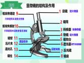 初中  生物  冀少版（2024）  七年級上冊1.1.1 顯微鏡的使用 課件