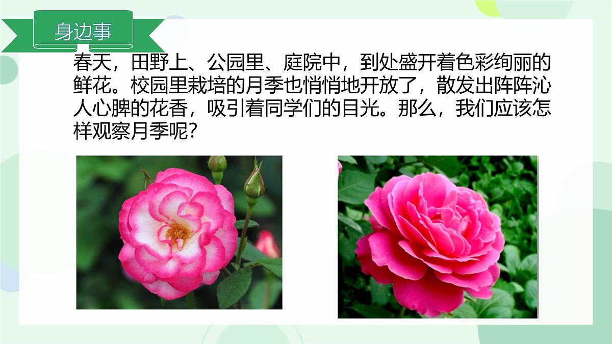 初中  生物  冀少版（2024）  七年级上册1.1.1 显微镜的使用 课件第5页