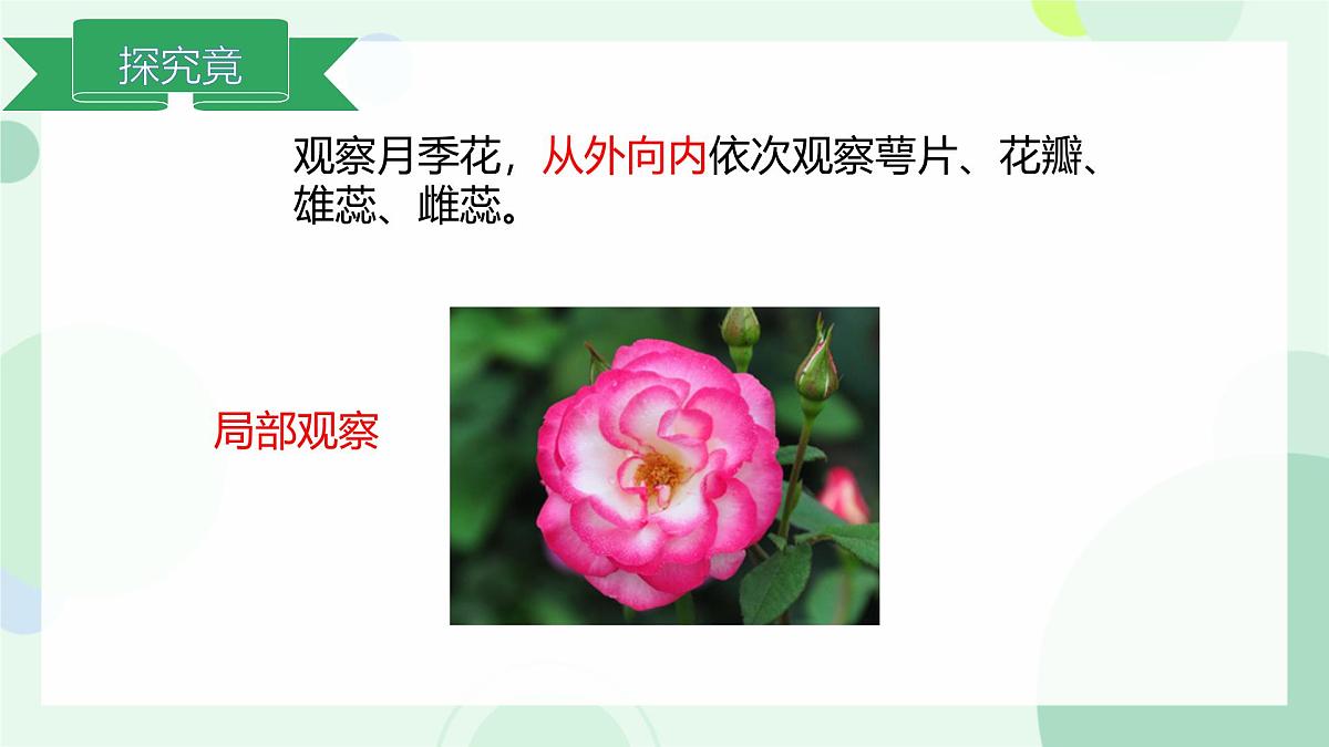 初中  生物  冀少版（2024）  七年级上册1.1.1 显微镜的使用 课件第7页