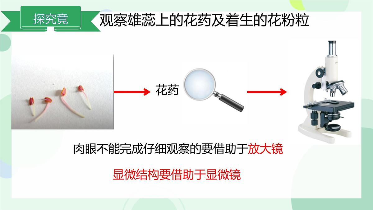 初中  生物  冀少版（2024）  七年级上册1.1.1 显微镜的使用 课件第8页