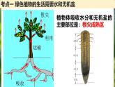 復(fù)習(xí)2：綠色開花植物的生活方式  課件+教案+習(xí)題+知識點(diǎn)