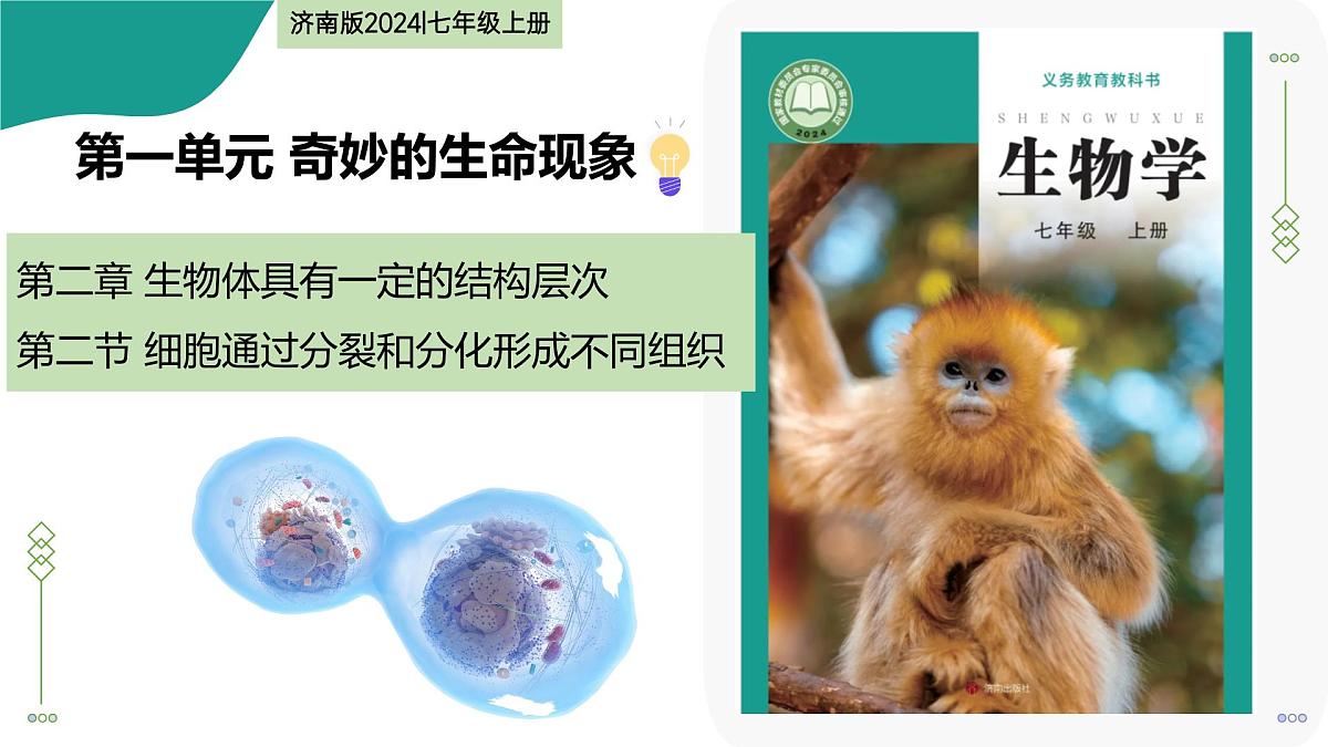 1.2.2 细胞通过分裂和分化形成不同组织（教学课件）-2025-2026学年七年级生物上册（济南版2024）第1页