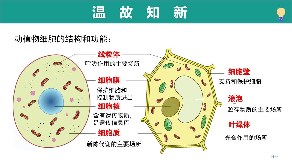 1.2.2 细胞通过分裂和分化形成不同组织（教学课件）-2025-2026学年七年级生物上册（济南版2024）第2页