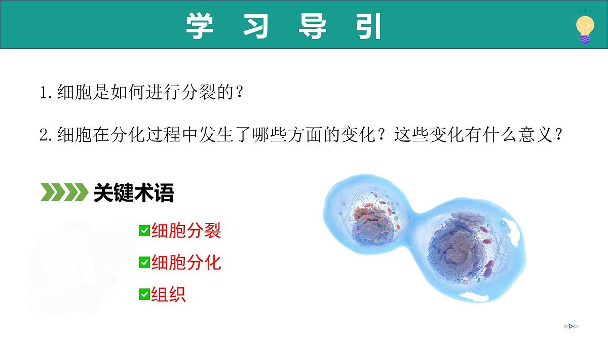 1.2.2 细胞通过分裂和分化形成不同组织（教学课件）-2025-2026学年七年级生物上册（济南版2024）第4页