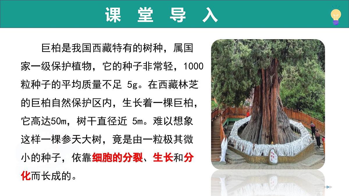 1.2.2 细胞通过分裂和分化形成不同组织（教学课件）-2025-2026学年七年级生物上册（济南版2024）第5页