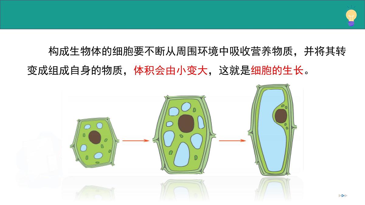 1.2.2 细胞通过分裂和分化形成不同组织（教学课件）-2025-2026学年七年级生物上册（济南版2024）第7页