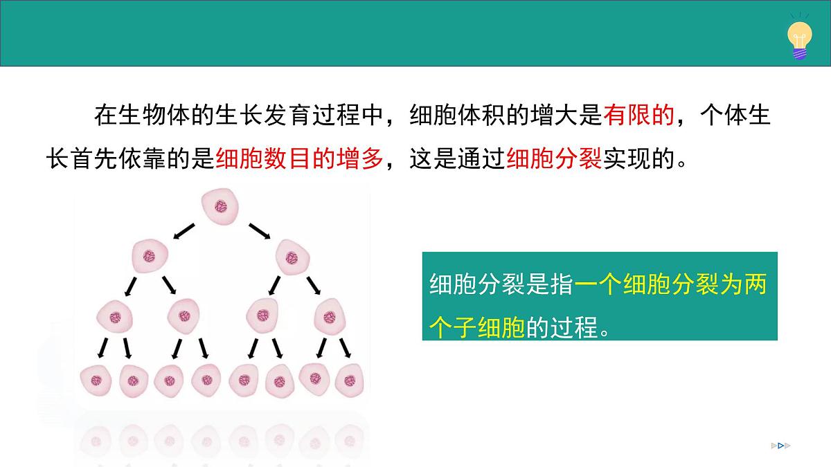1.2.2 细胞通过分裂和分化形成不同组织（教学课件）-2025-2026学年七年级生物上册（济南版2024）第8页