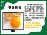 2.1.2 動物細(xì)胞（課件）-2025-2026學(xué)年六年級生物上冊（魯科版五四學(xué)制2024）