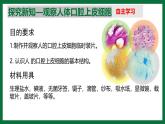 2.1.2 動物細(xì)胞（課件）-2025-2026學(xué)年六年級生物上冊（魯科版五四學(xué)制2024）