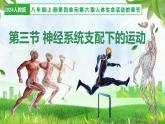 4.6.3 神經(jīng)系統(tǒng)支配下的運動（教學課件）-2025-2026學年八年級生物上冊（人教版2024）