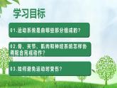 4.6.3 神經(jīng)系統(tǒng)支配下的運動（教學課件）-2025-2026學年八年級生物上冊（人教版2024）