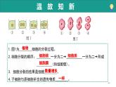 1.2.3 生物體在結(jié)構(gòu)和功能上是一個統(tǒng)一整體（教學(xué)課件）-2025-2026學(xué)年七年級生物上冊（濟(jì)南版2024）