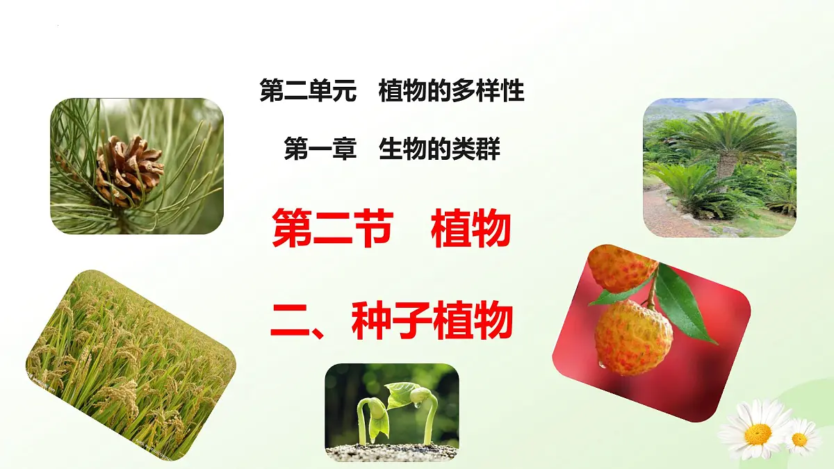 2025年冀少版七年级生物上册 2.1.2 植物（二、种子植物）（课件）第1页