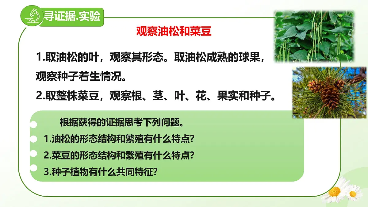 2025年冀少版七年级生物上册 2.1.2 植物（二、种子植物）（课件）第4页