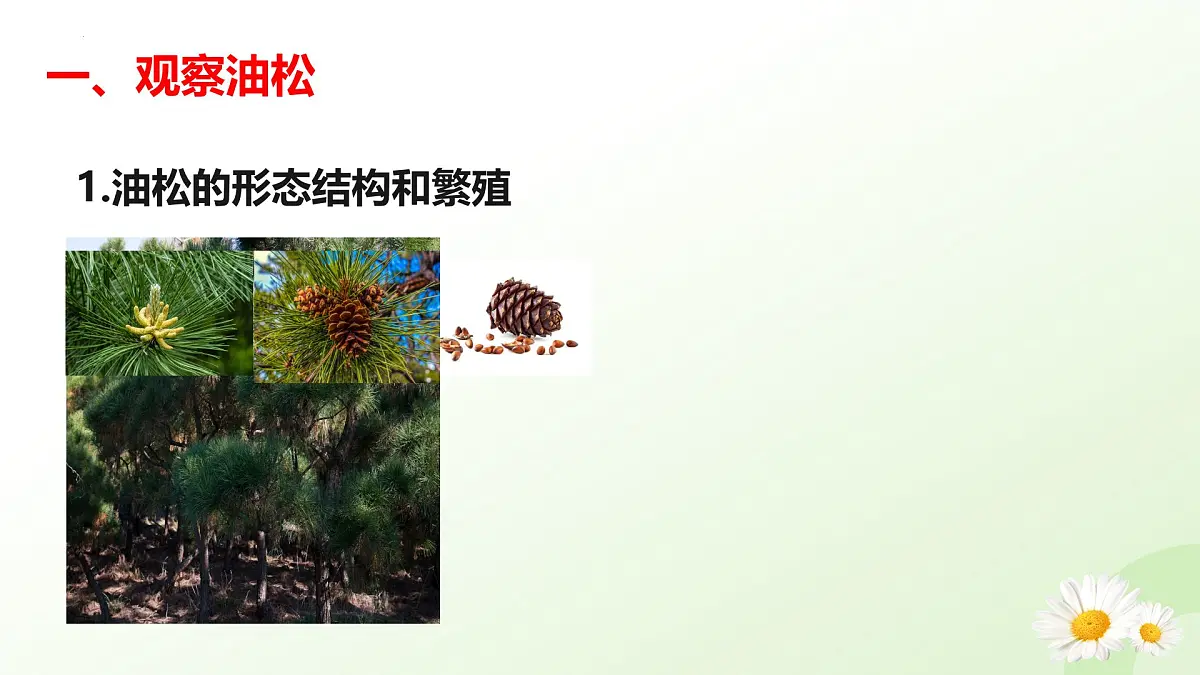 2025年冀少版七年级生物上册 2.1.2 植物（二、种子植物）（课件）第5页