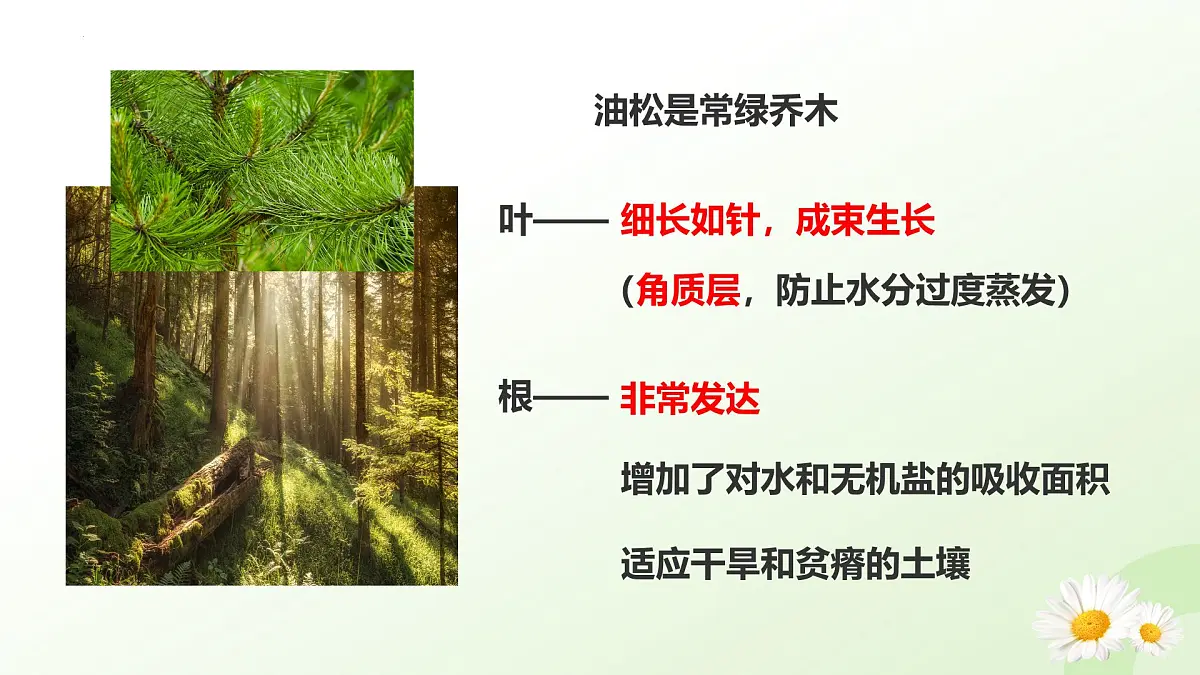 2025年冀少版七年级生物上册 2.1.2 植物（二、种子植物）（课件）第6页