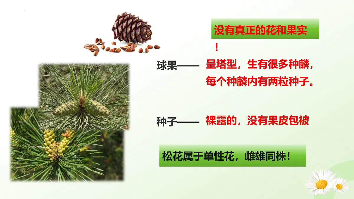 2025年冀少版七年级生物上册 2.1.2 植物（二、种子植物）（课件）第7页