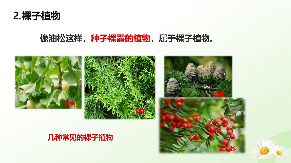 2025年冀少版七年级生物上册 2.1.2 植物（二、种子植物）（课件）第8页