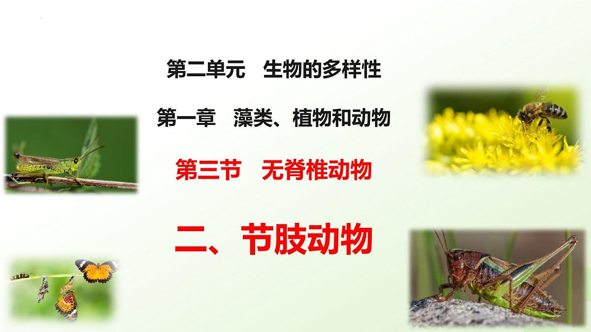 2025年冀少版七年级生物上册 2.1.3 无脊椎动物（二、节肢动物）（课件）第1页