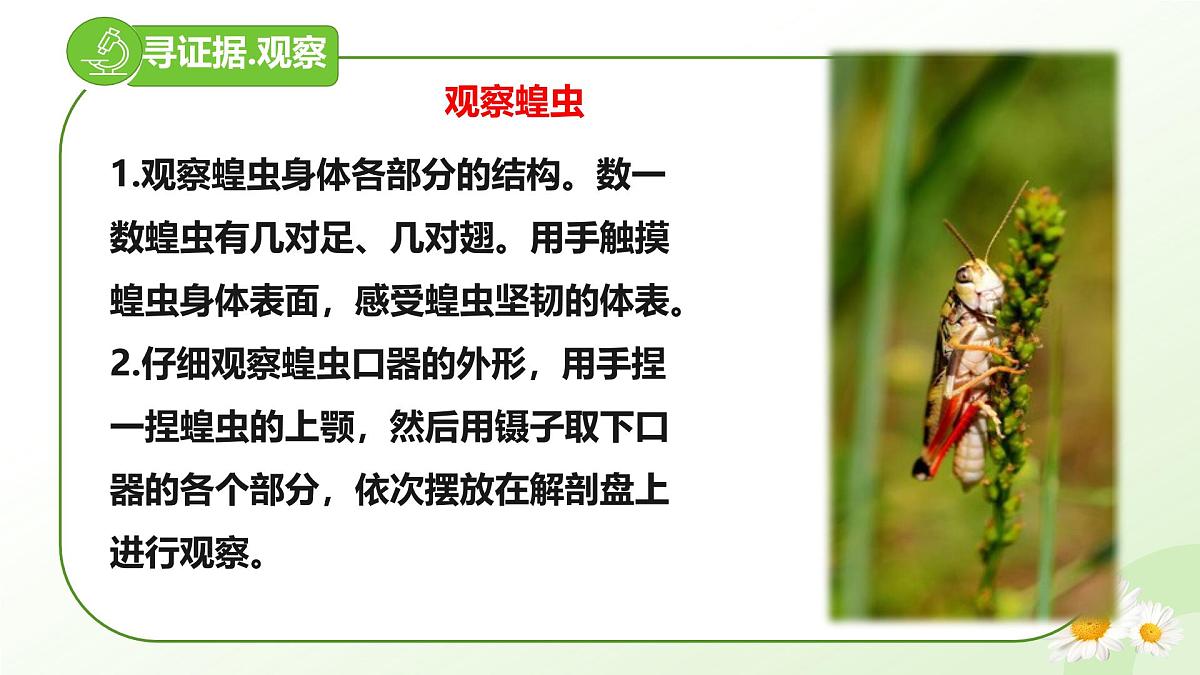 2025年冀少版七年级生物上册 2.1.3 无脊椎动物（二、节肢动物）（课件）第4页