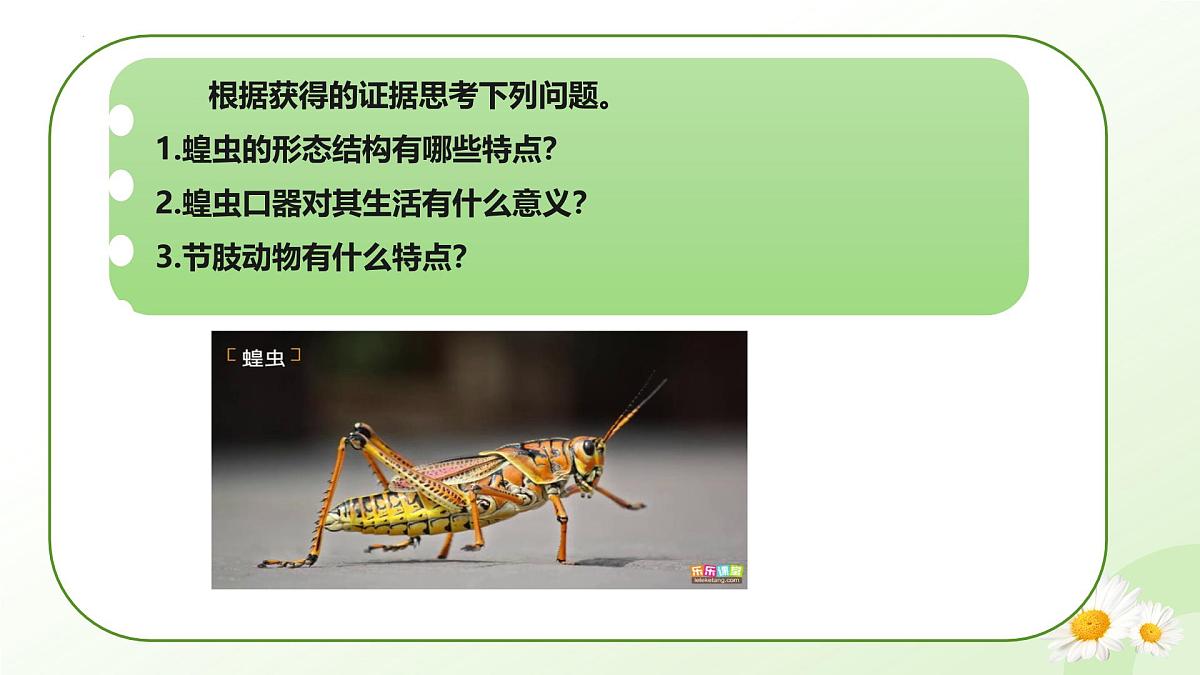 2025年冀少版七年级生物上册 2.1.3 无脊椎动物（二、节肢动物）（课件）第5页