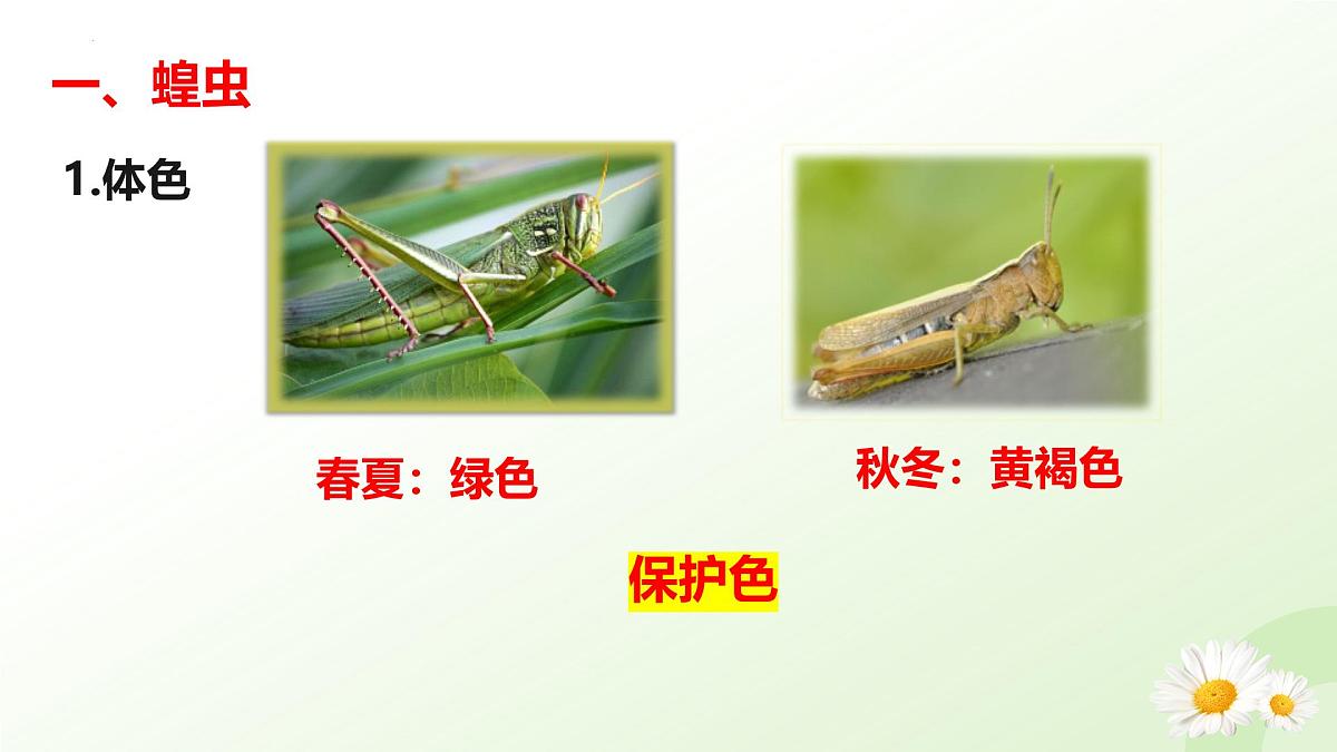 2025年冀少版七年级生物上册 2.1.3 无脊椎动物（二、节肢动物）（课件）第6页