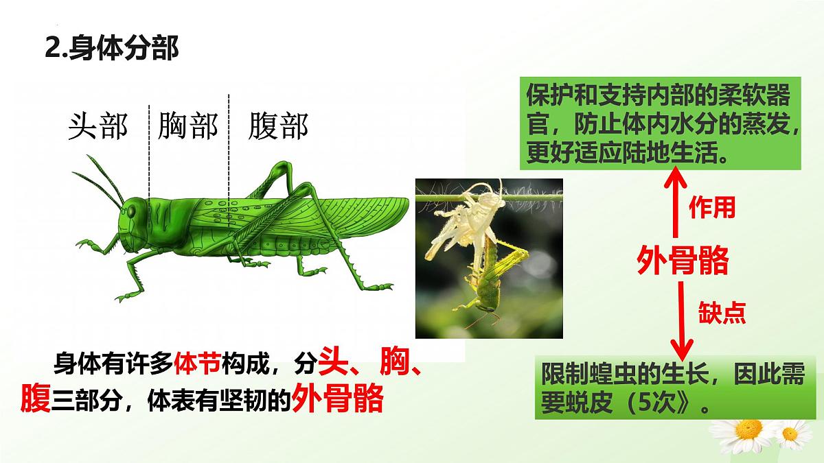2025年冀少版七年级生物上册 2.1.3 无脊椎动物（二、节肢动物）（课件）第7页