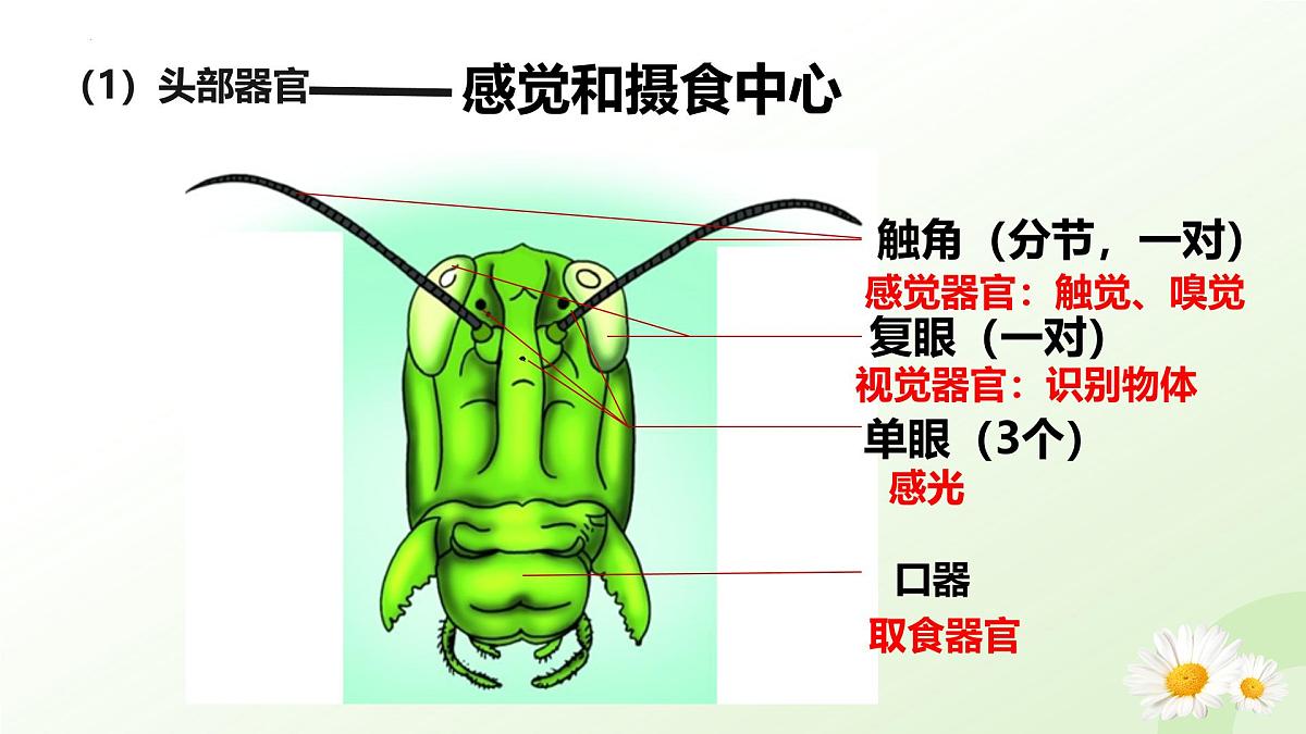 2025年冀少版七年级生物上册 2.1.3 无脊椎动物（二、节肢动物）（课件）第8页