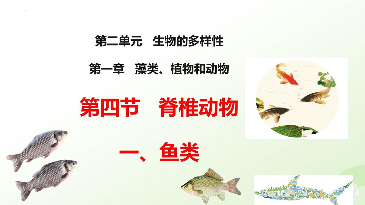 2025年冀少版七年级生物上册 2.1.4  脊椎动物（一、鱼类）（课件）第1页