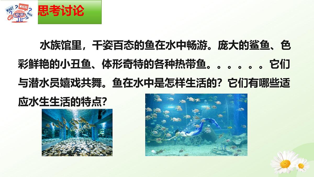2025年冀少版七年级生物上册 2.1.4  脊椎动物（一、鱼类）（课件）第2页