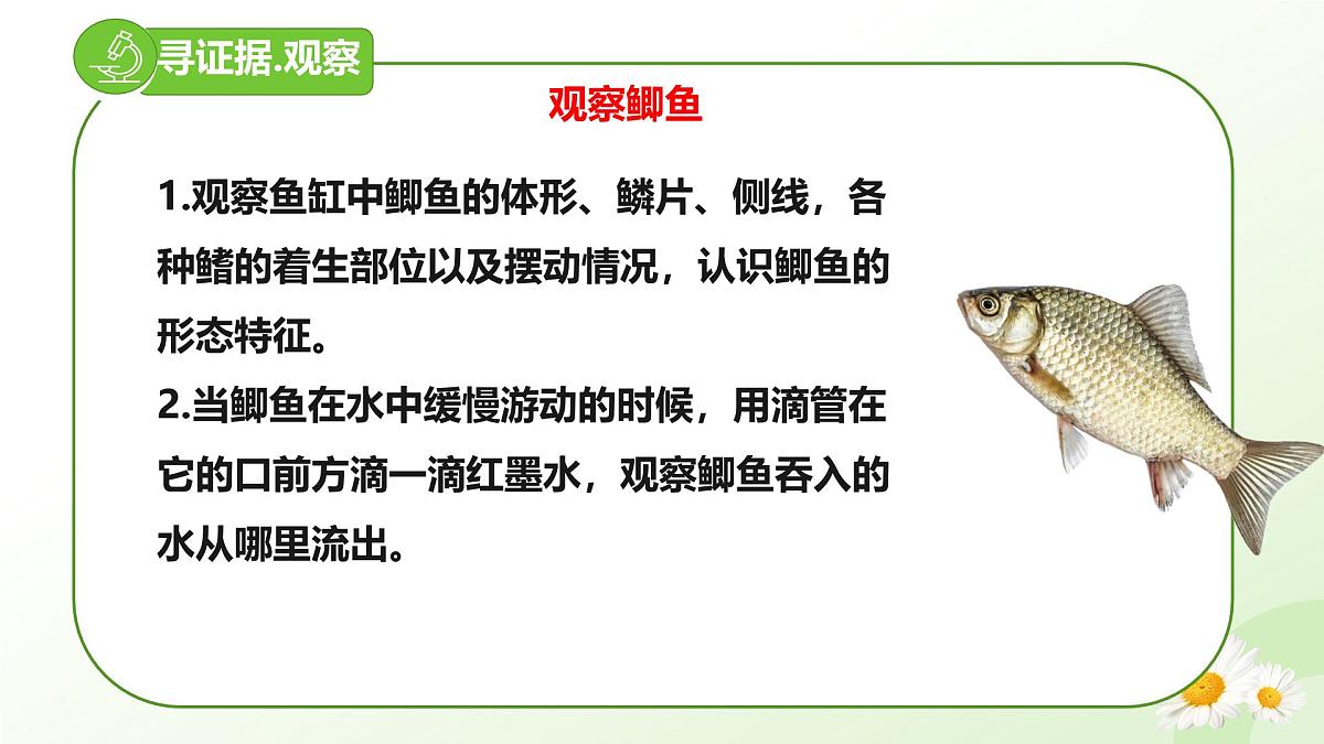 2025年冀少版七年级生物上册 2.1.4  脊椎动物（一、鱼类）（课件）第4页