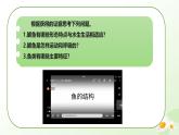 2025年冀少版七年級(jí)生物上冊(cè) 2.1.4  脊椎動(dòng)物（一、魚類）（課件）