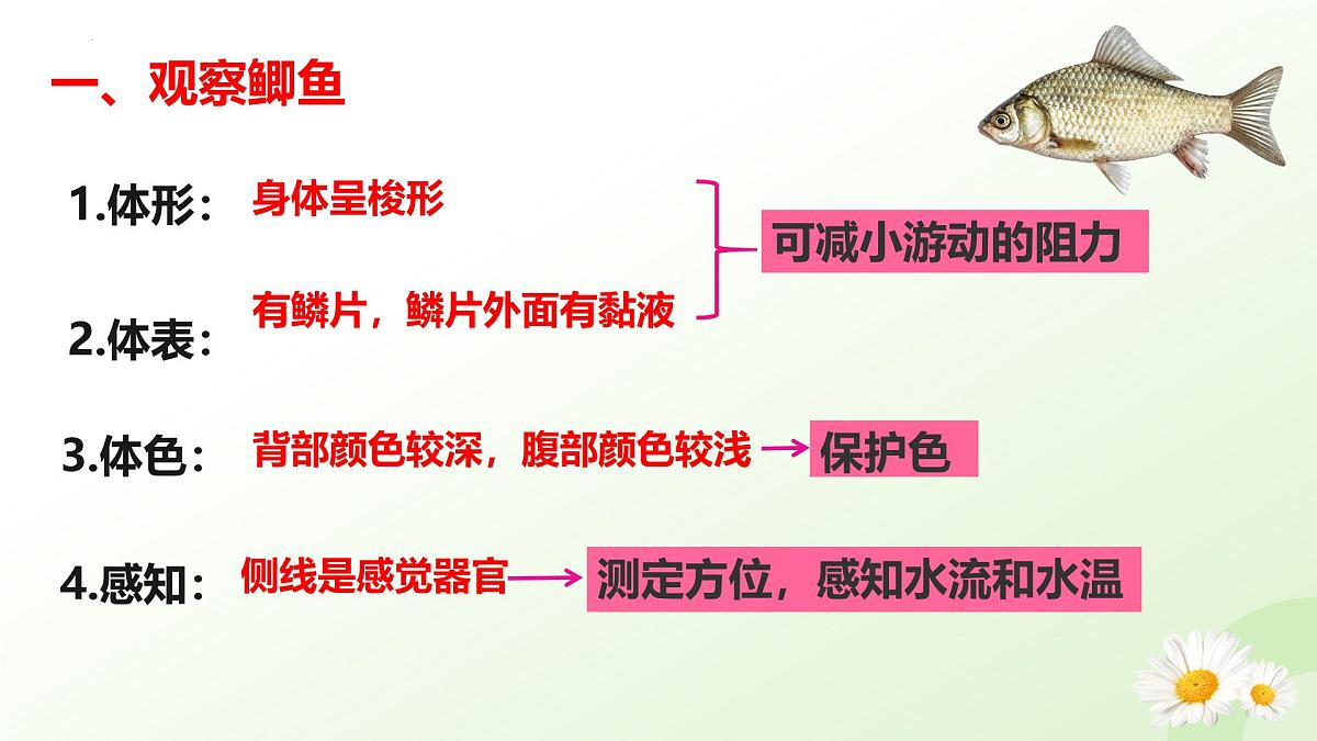2025年冀少版七年级生物上册 2.1.4  脊椎动物（一、鱼类）（课件）第6页