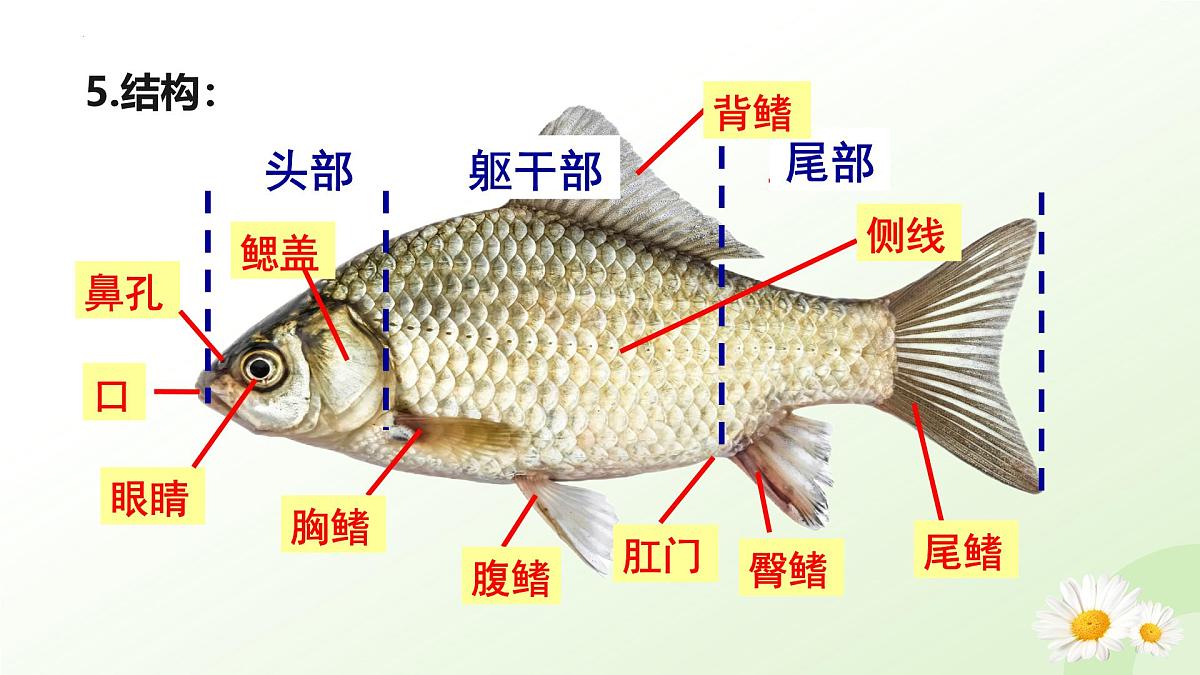 2025年冀少版七年级生物上册 2.1.4  脊椎动物（一、鱼类）（课件）第7页