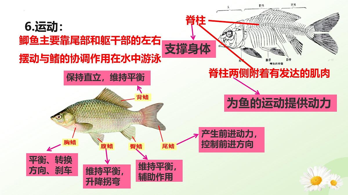 2025年冀少版七年级生物上册 2.1.4  脊椎动物（一、鱼类）（课件）第8页
