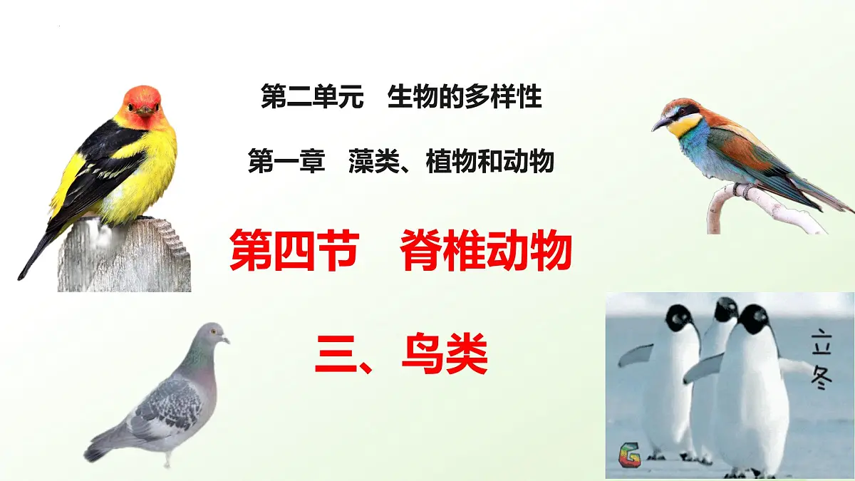 2025年冀少版七年级生物上册 2.1.4 脊椎动物（三、鸟类）（课件）第1页