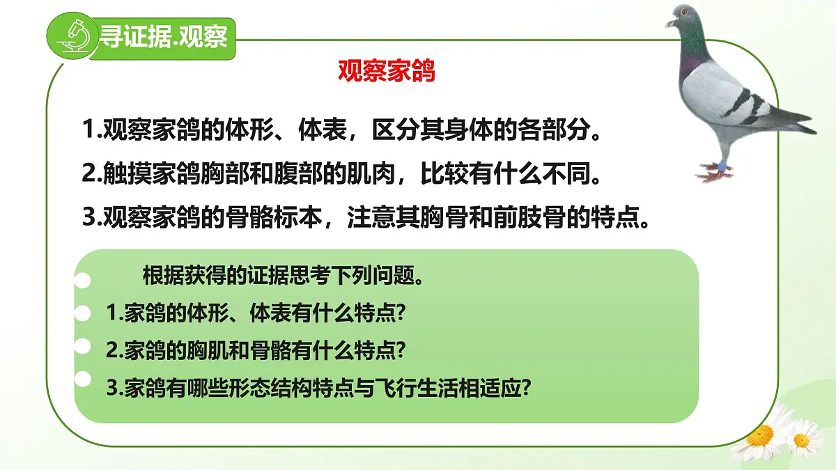 2025年冀少版七年级生物上册 2.1.4 脊椎动物（三、鸟类）（课件）第4页