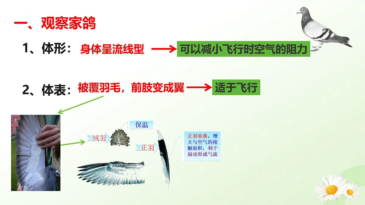 2025年冀少版七年级生物上册 2.1.4 脊椎动物（三、鸟类）（课件）第5页